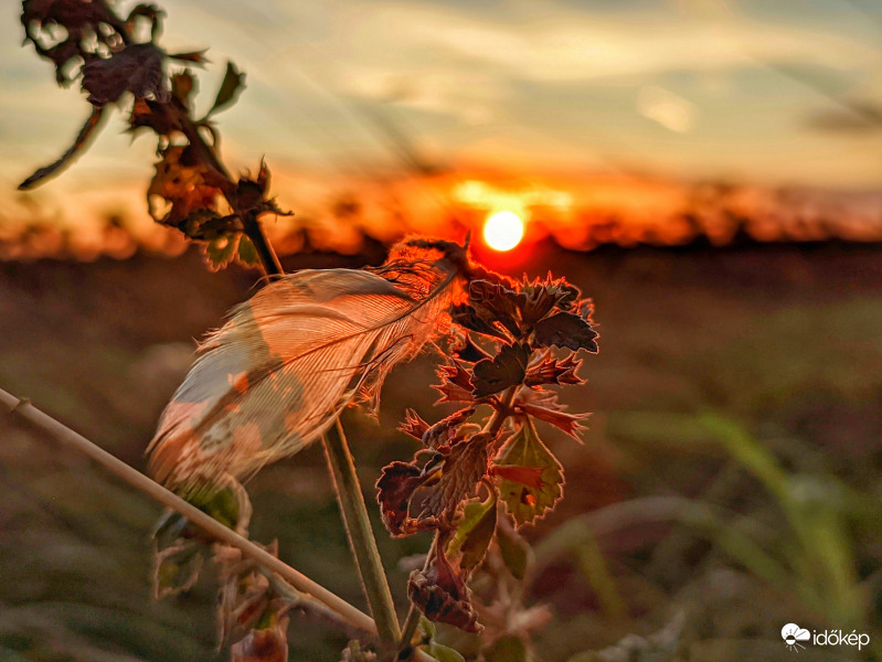 Kapaszkodó tollpihe