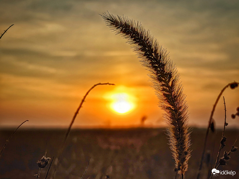 Alkony kalásszal