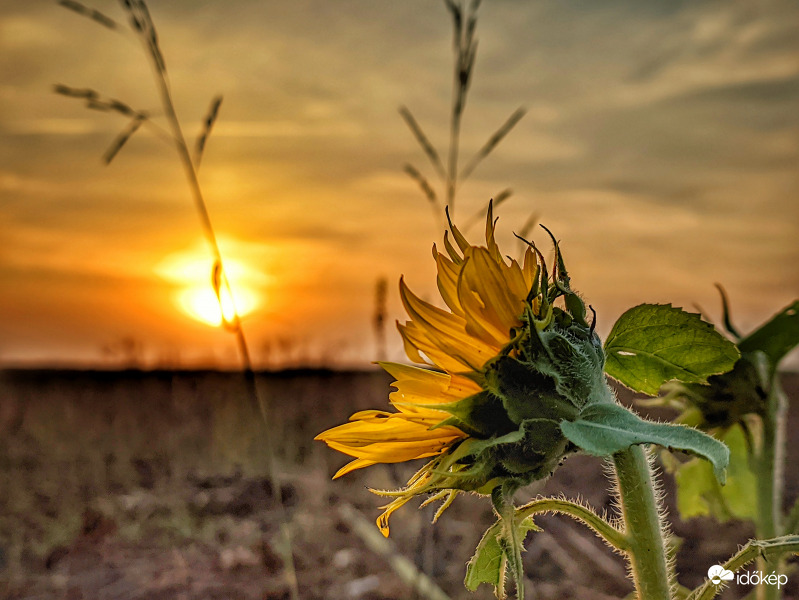 Későn érő típus :)