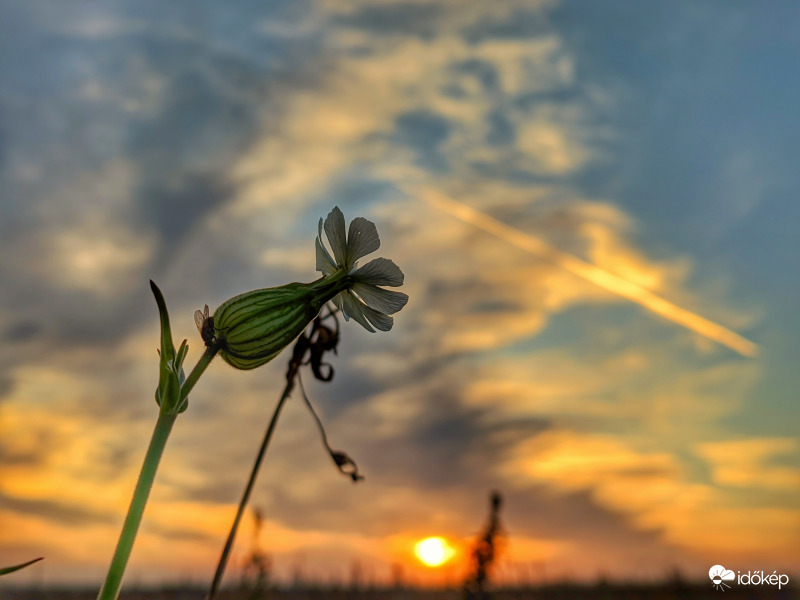 Nyugovóra térés mécsvirággal