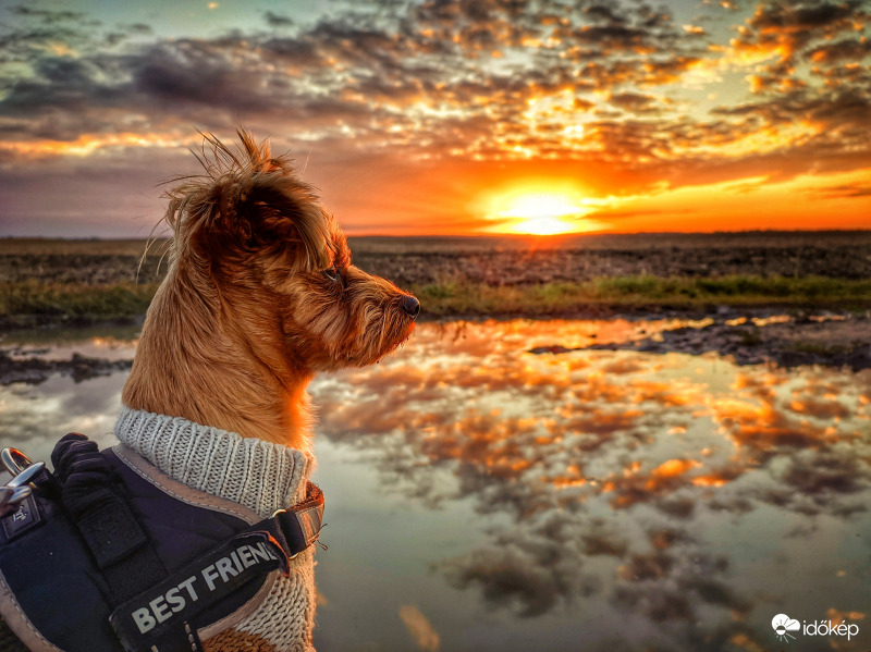 Mazsolás kompozíció