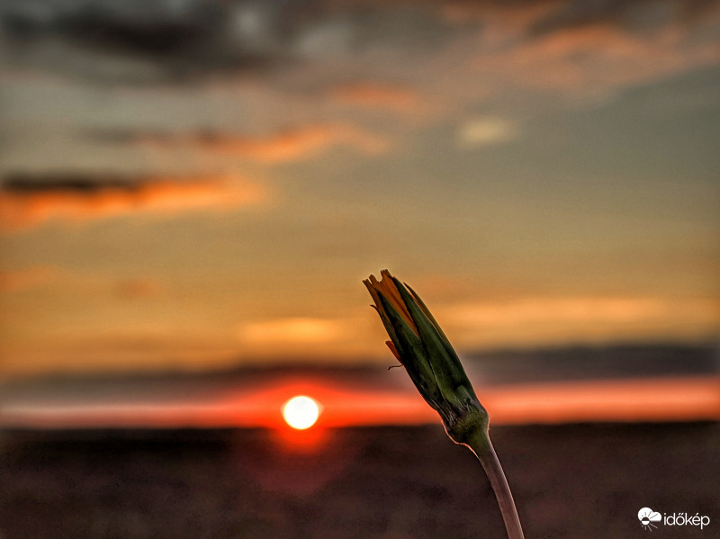 Fázós virág napnyugtakor