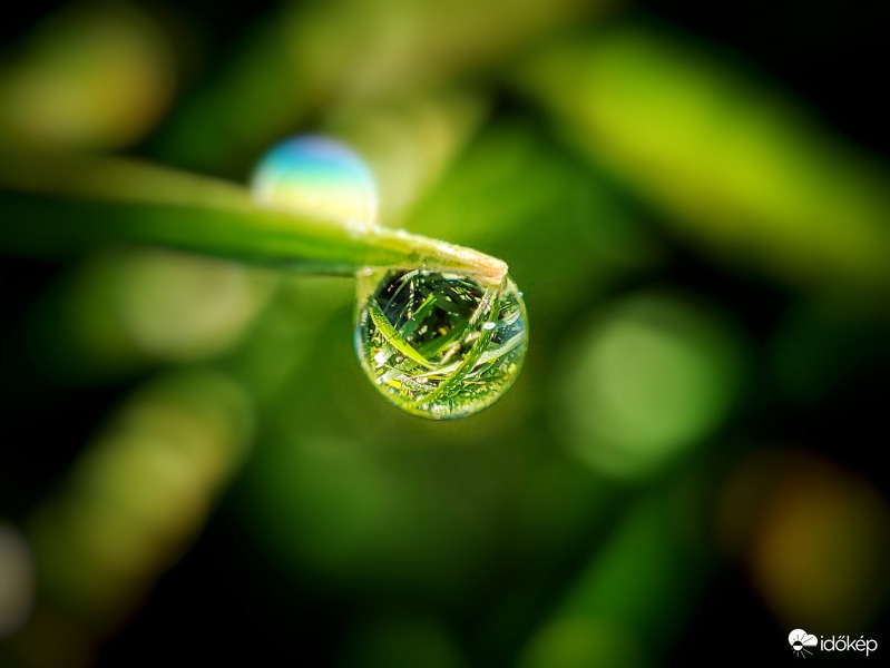 Őszi harmatcsepp