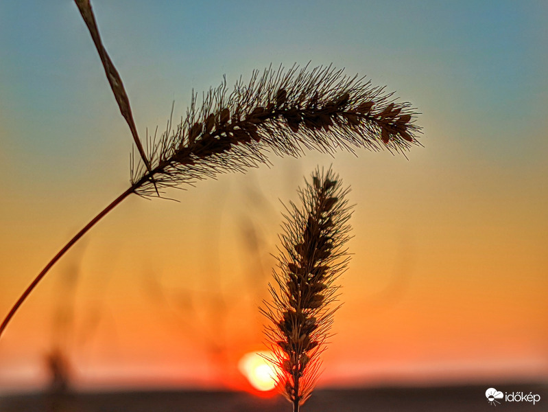 Kalászos találkozó