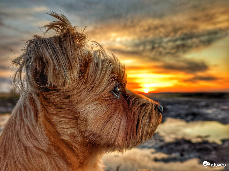 Mazsola az alkonyban