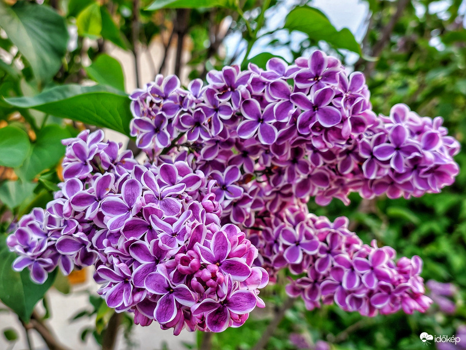 Tarka szirmú orgona