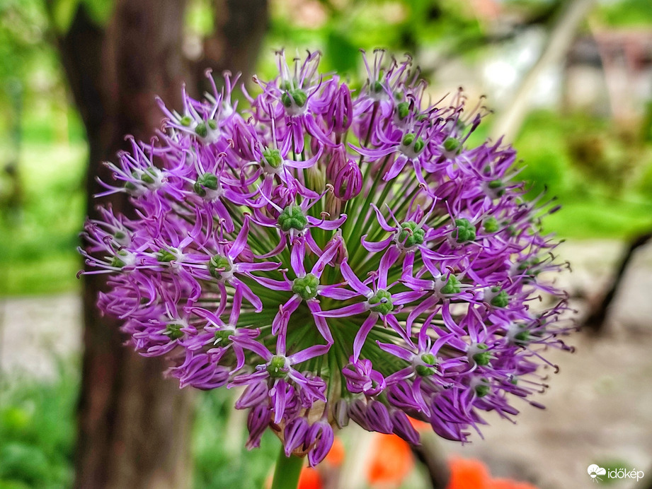 Hosszú évek után virágzó díszhagyma