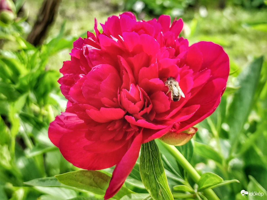 Megelőzte a Pünkösdöt