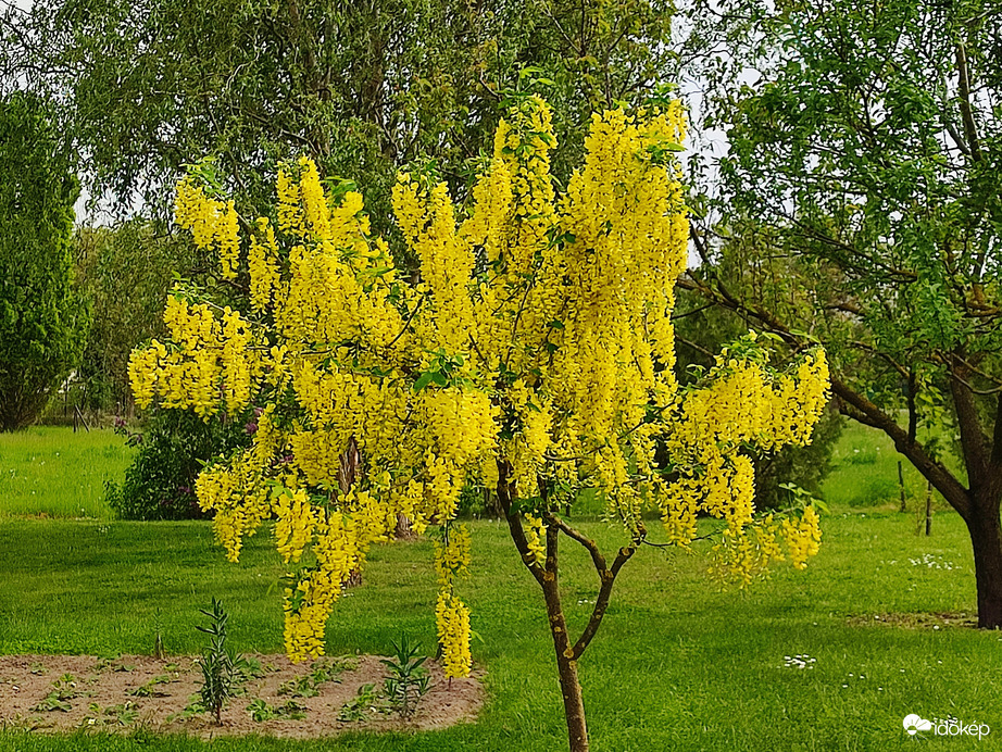 Sárga akác