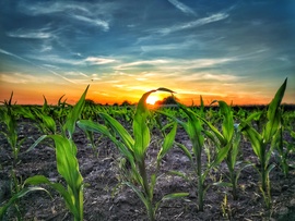 Kukoricás naplemente