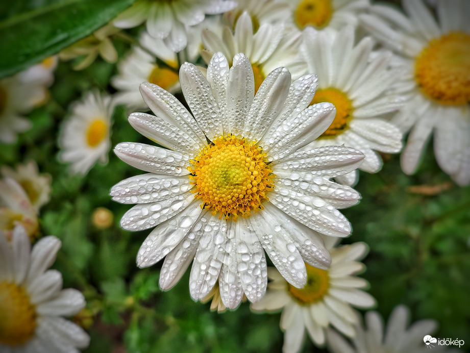 Ahol a cseppek megpihennek