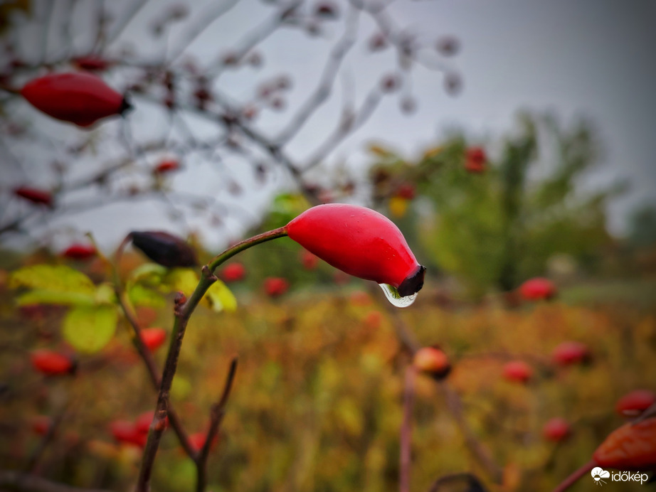 Csipkebogyó jellemzi a mai időt