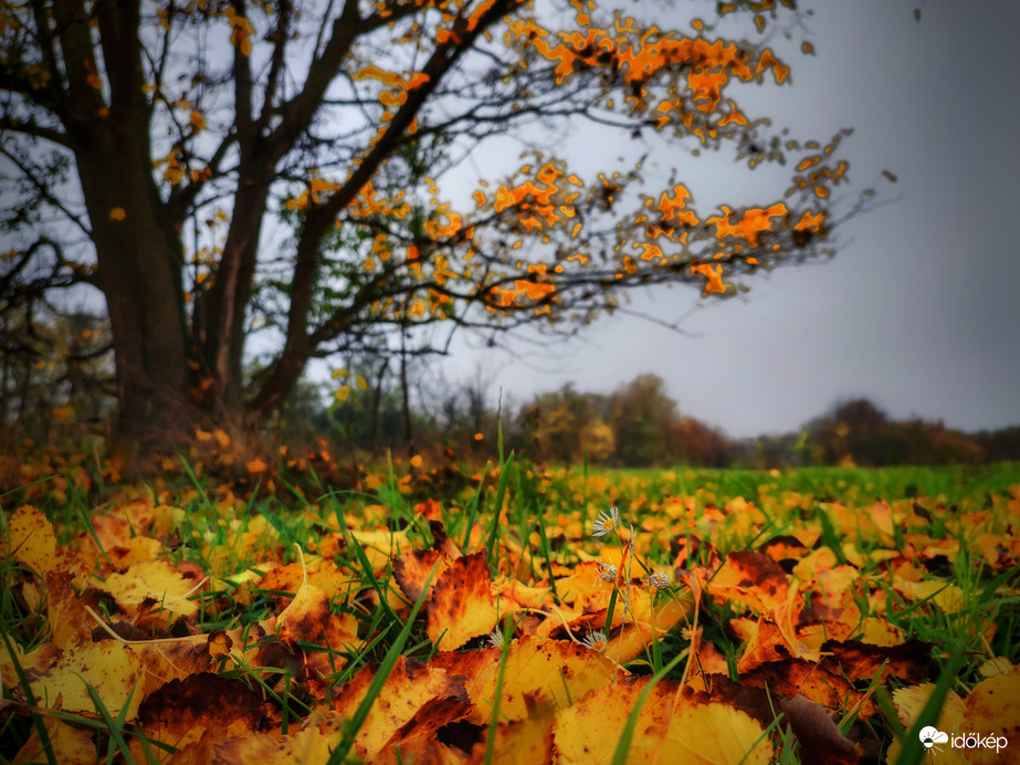 Levetette őszi ruháját a magányos fa