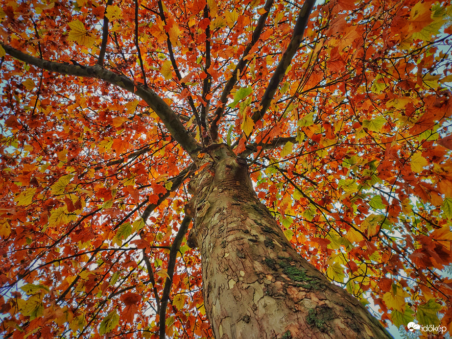 Őszi színek tündöklése