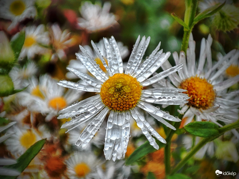 Cseppekkel gazdagodtak
