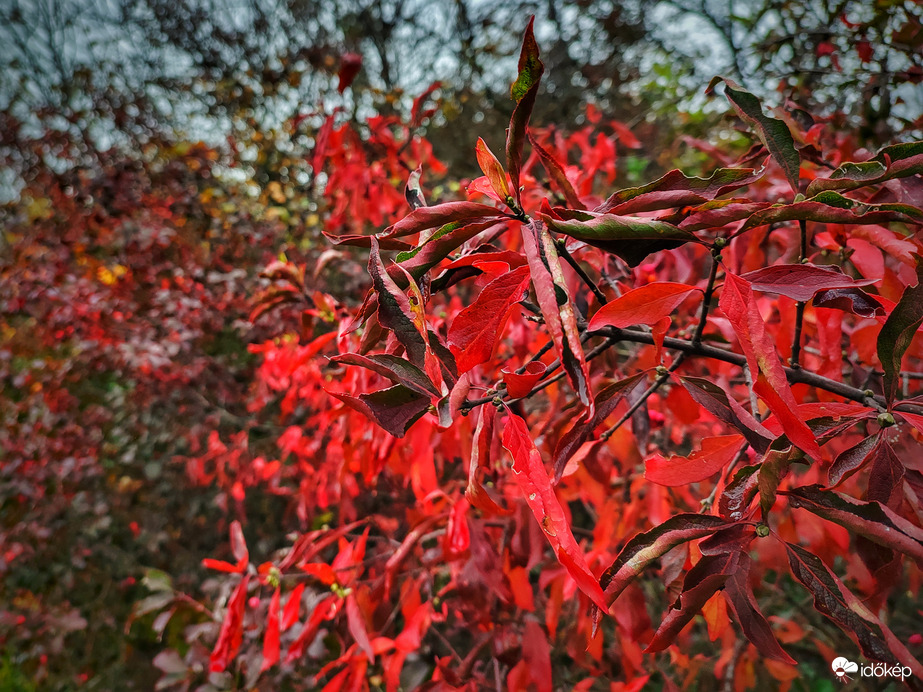 Tüzes őszi bokor