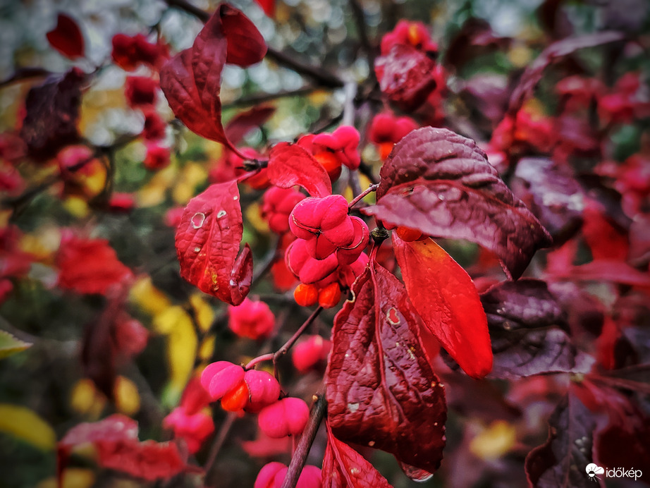 Kecskerágó esős időben