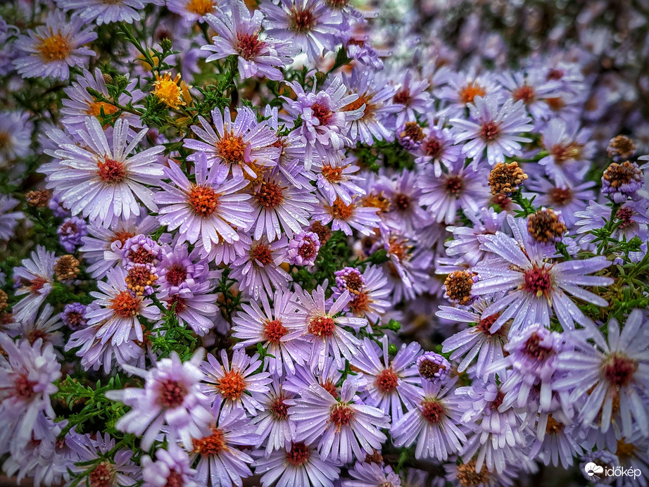 Szépségek eső után