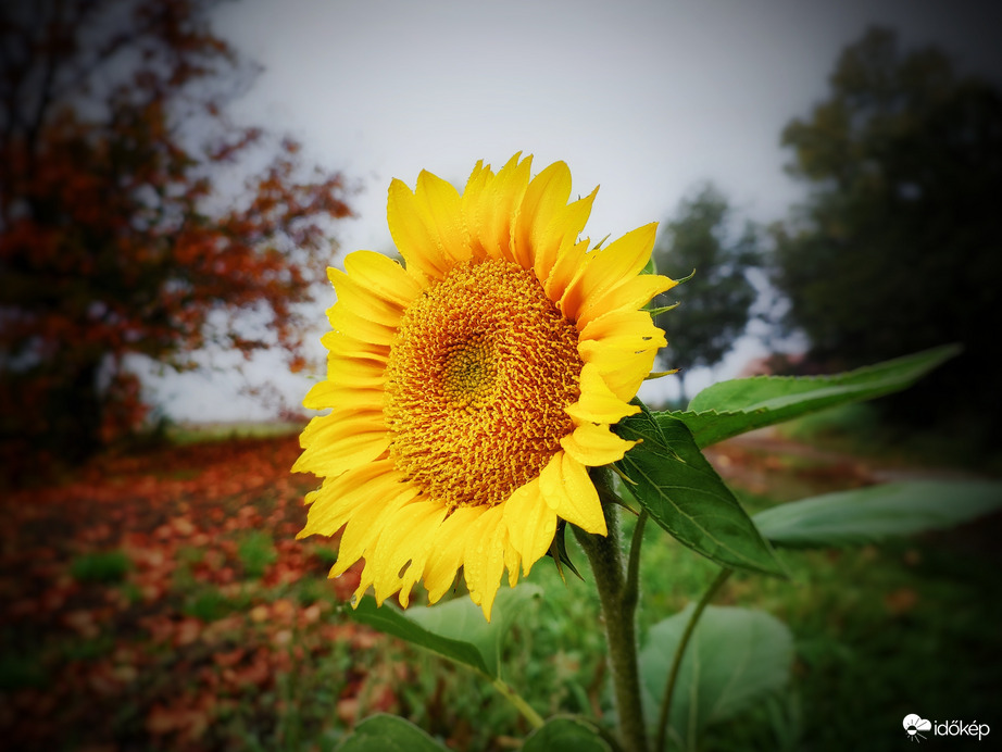 Földre szállt napfény