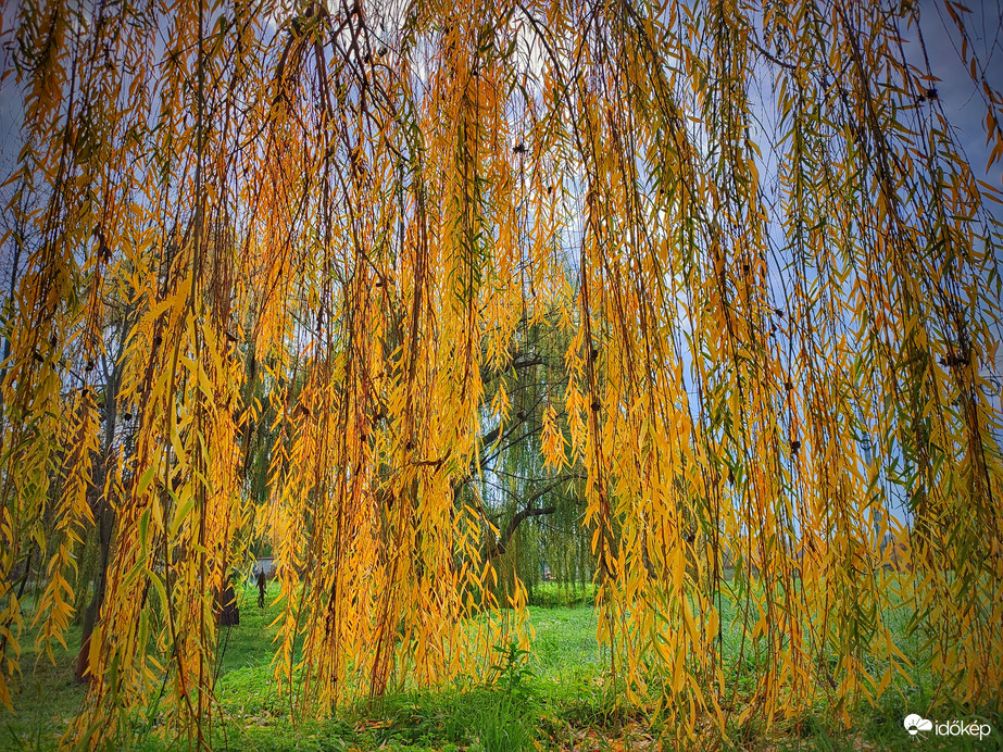 Szomorúfűz őszi aranya