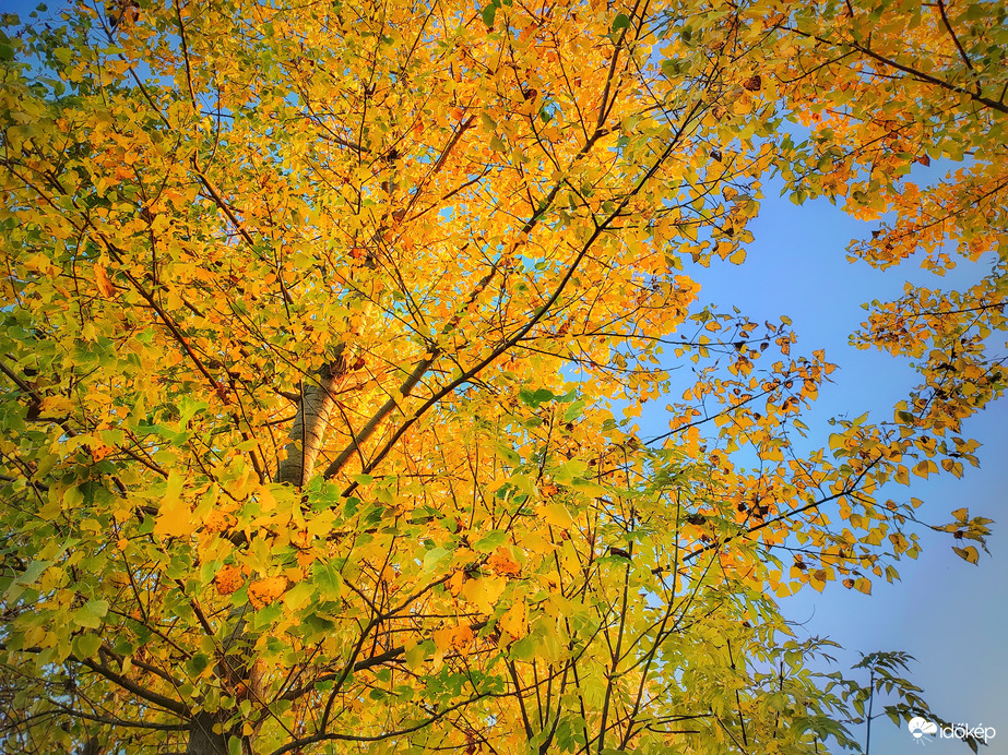 Napsütötte őszi lombkorona