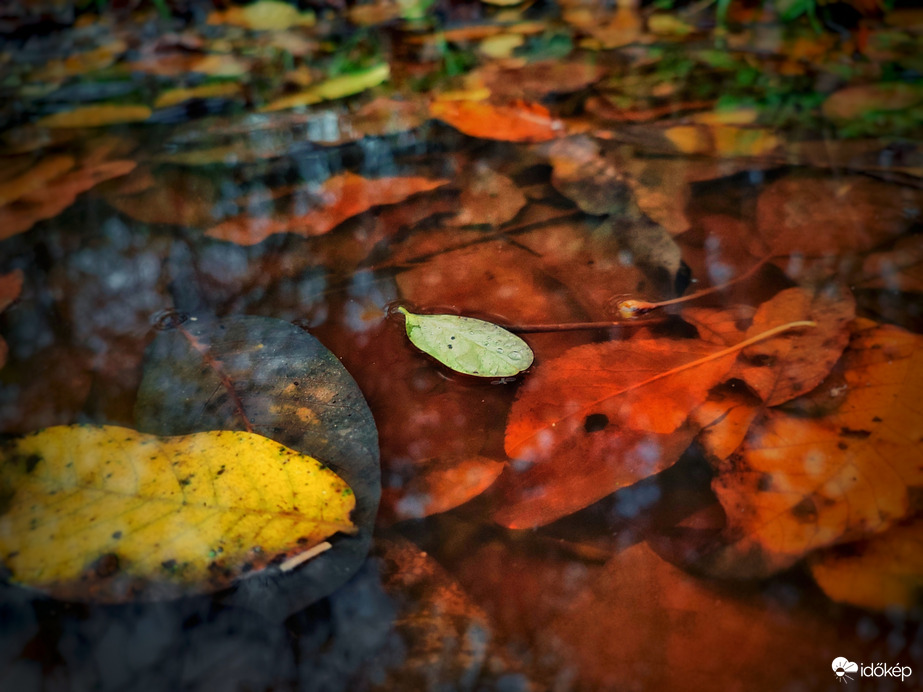 Novemberi pocsolyás csendélet