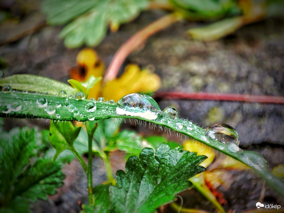 Gyülekeztek a cseppek