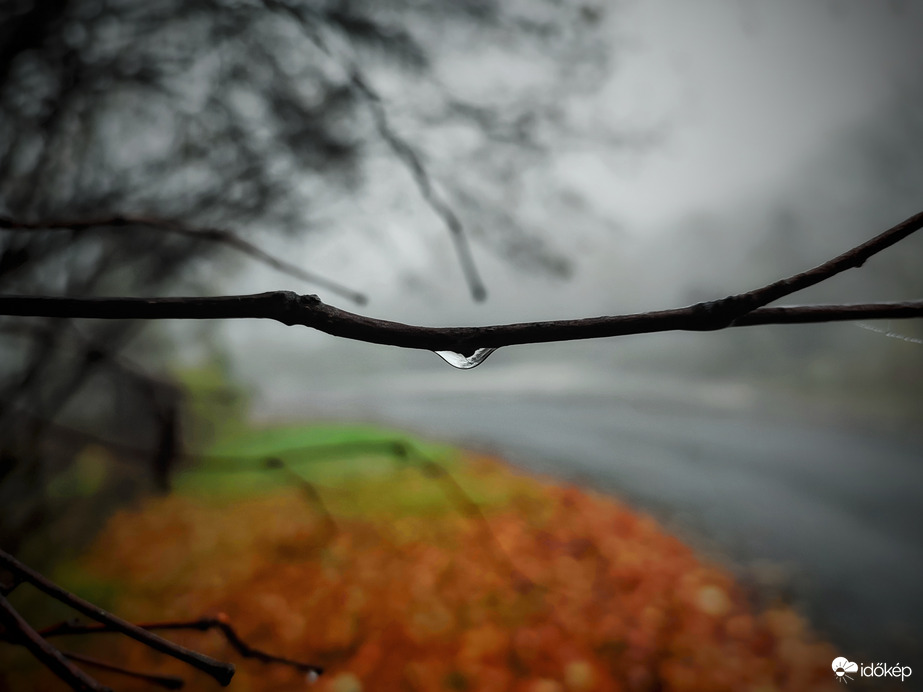 Könnyező ködösség