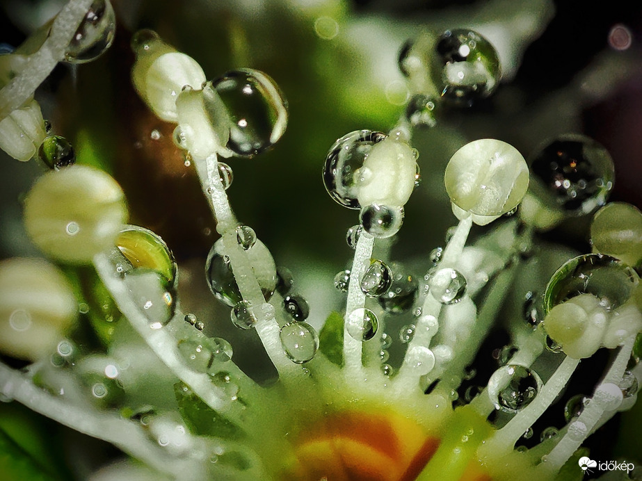 Egy csipetnyi tavasz