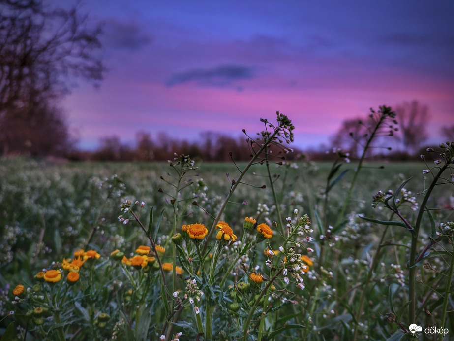 Esti vadvirágos harmónia