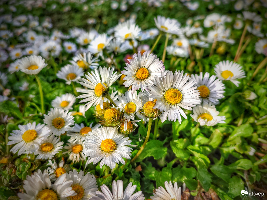 Életkép zápor után