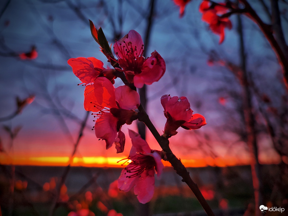Különös hangulatú virágzás