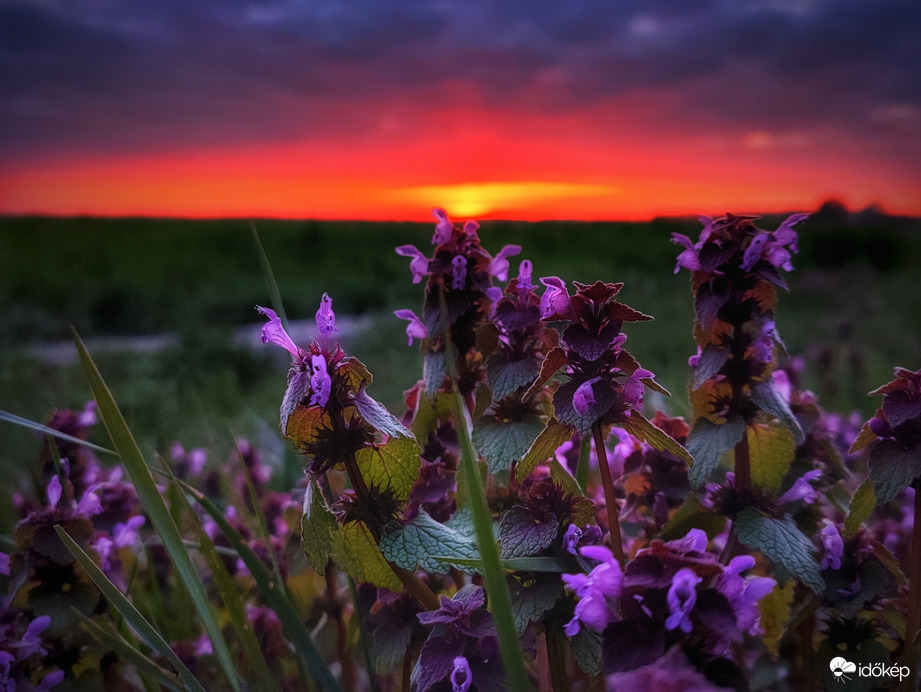 Újabb színes árvacsalános alkonyat