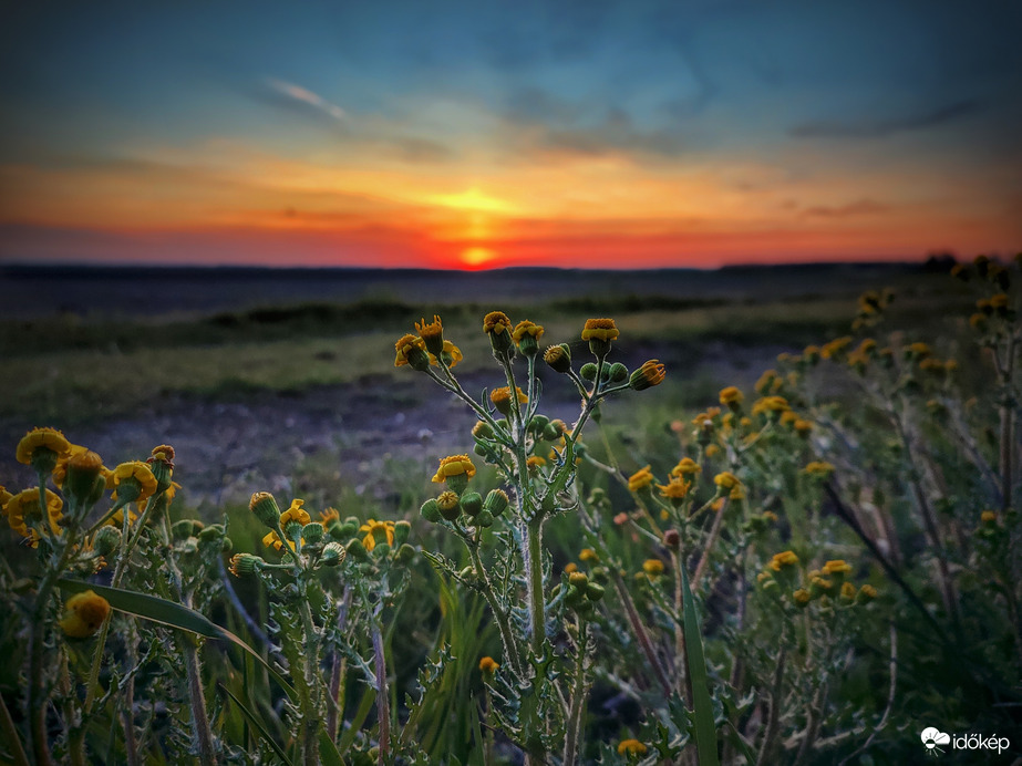 Naplementi közönség