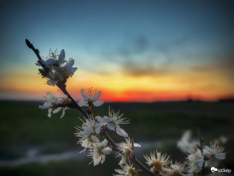 Szirmok egy újabb fagyos helyzet előtt