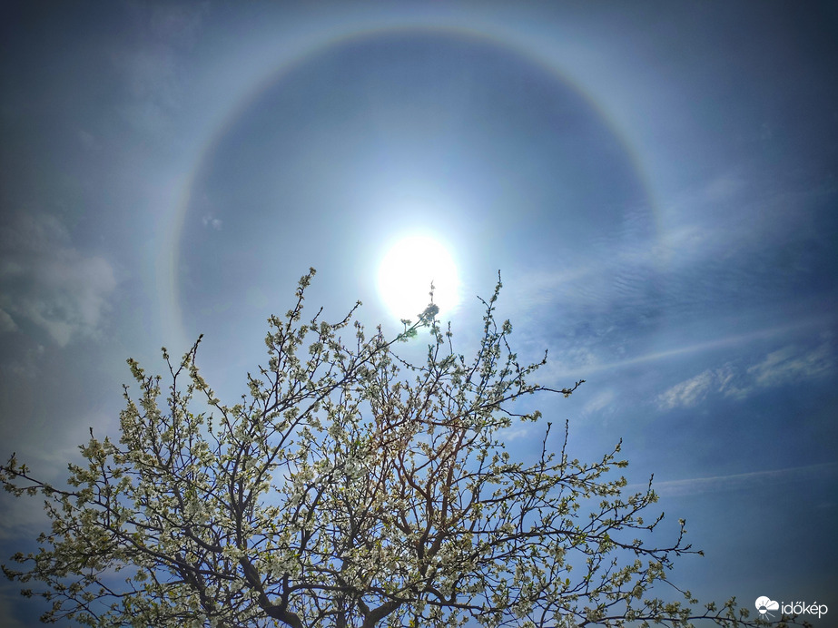 Naphaló virágzó szilvafával