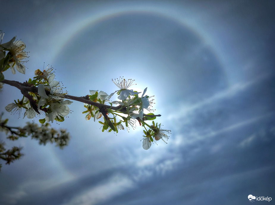 Áprilisi halós virágzás