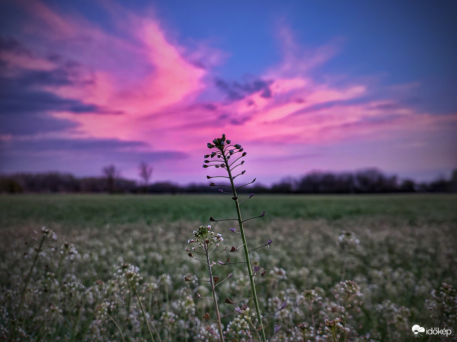 Bámészkodás pásztortáska módra