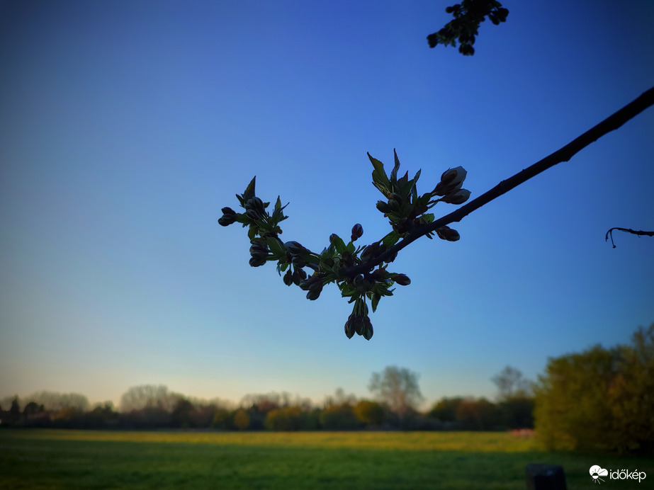Lassacskán bontakozó meggyfa virágai