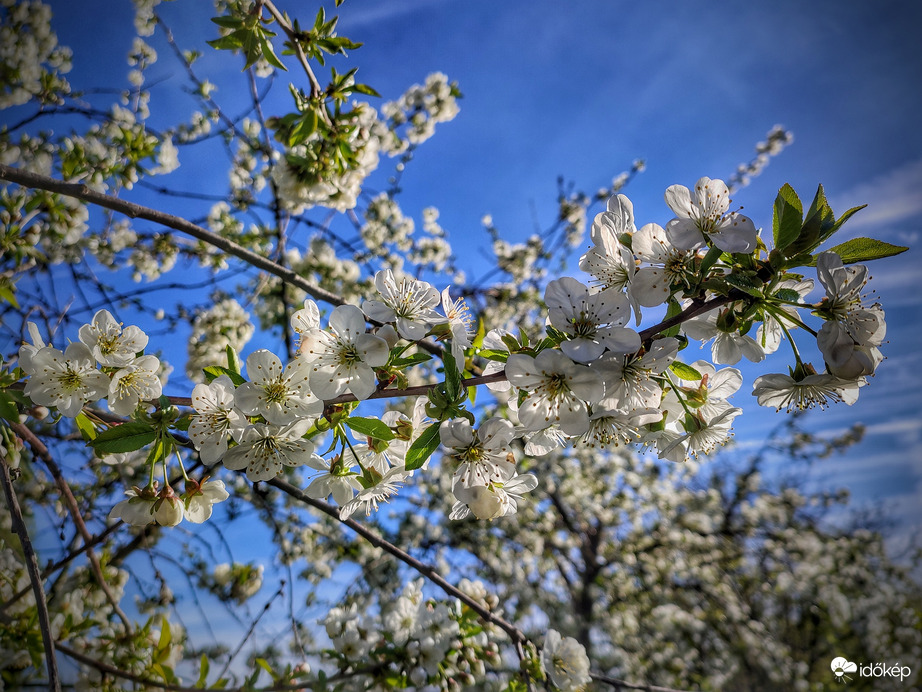 Egy virágzó meggyfa a sok közül
