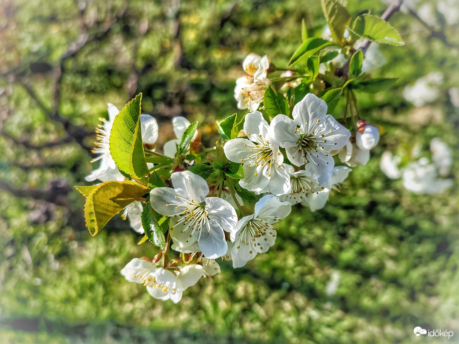 Napfényben ragyogók