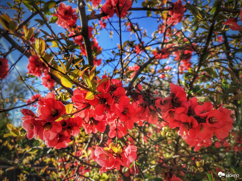 Kitartóan pompázó japánbirs