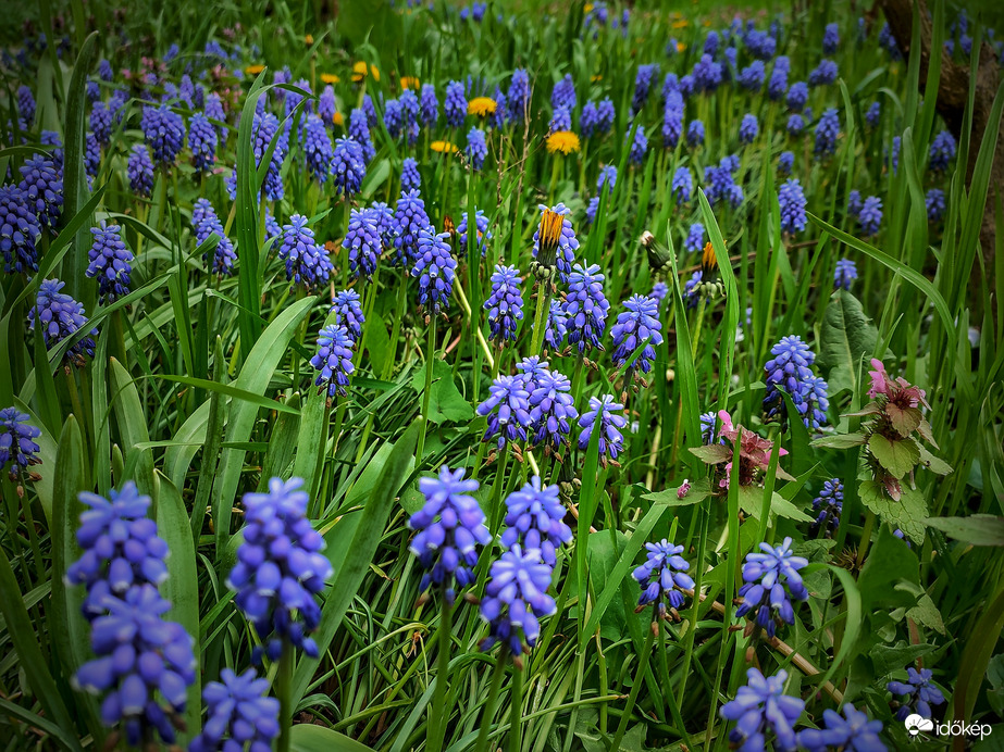 Gyöngyikék birodalma