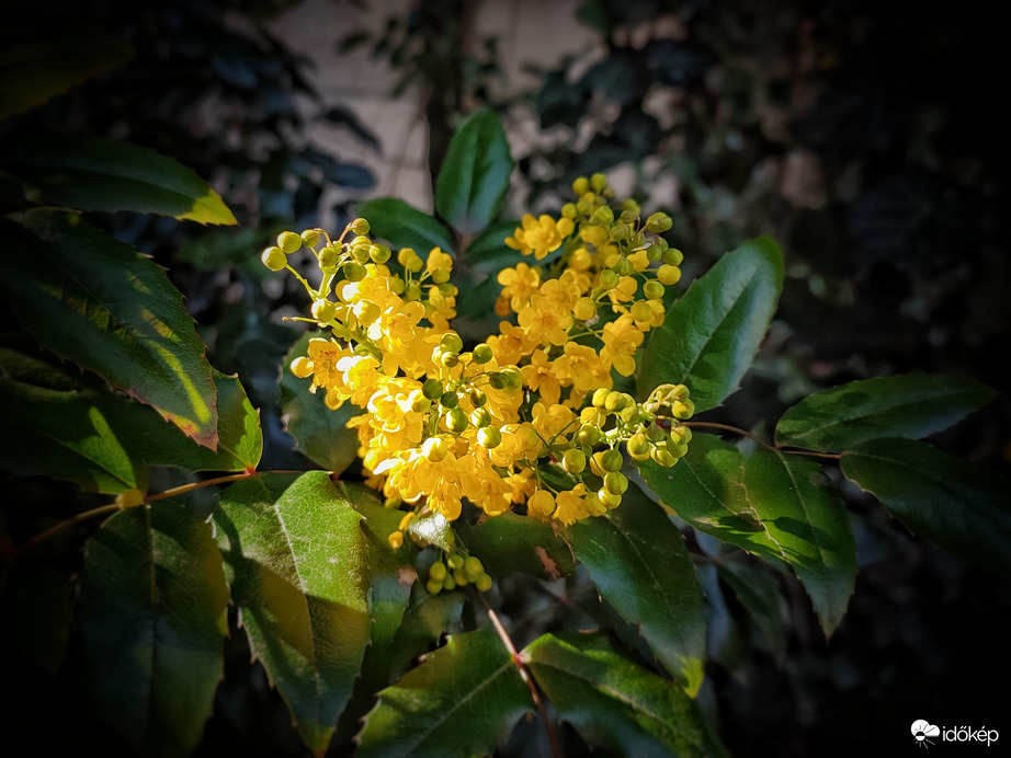 Vágyakozás a napfényre