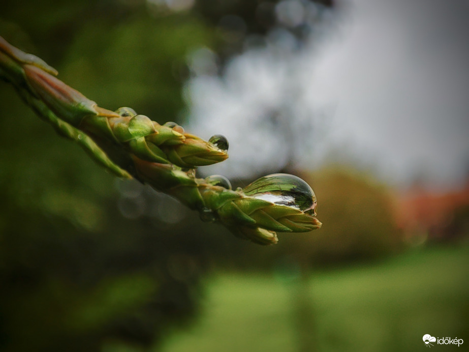 Cseppenésre készen