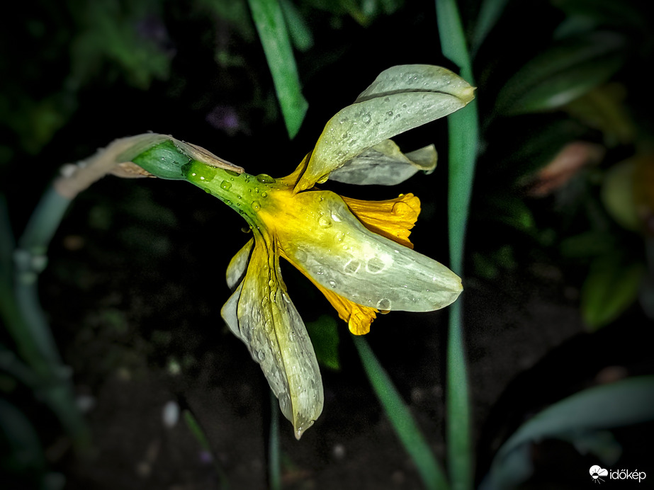 Bókoló cseppes nárcisz