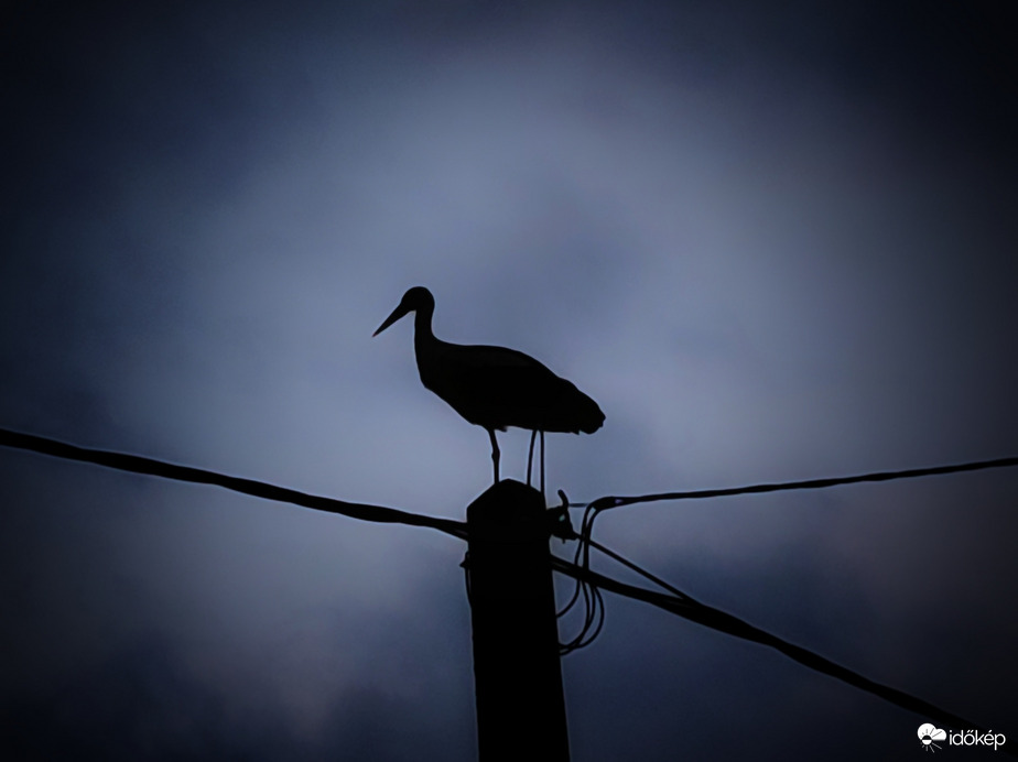Magányos gólya sziluettje
