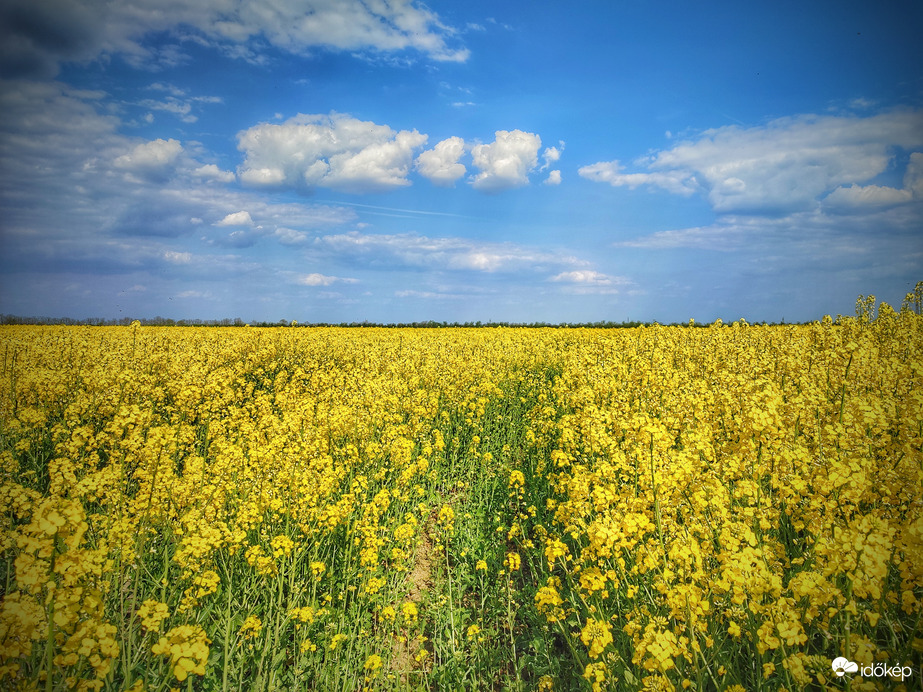 Repce tavaszi ragyogása