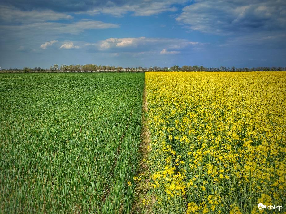 Zöld, sárga, kék, szürke