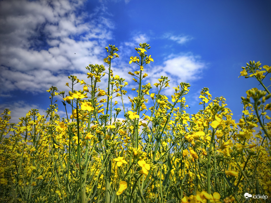 Nyújtózkodó repcék